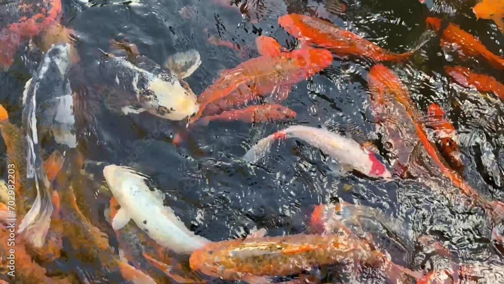 Fancy Koi fish or Fancy Carp swimming in a fish pond. Popular pets for relaxation and feng shui meaning Fancy Koi fish or Fancy Carp swimming in a fish pond. Popular pets for relaxation and feng shui meaning