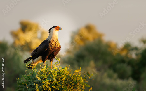 crested caracara on perch at sunset 