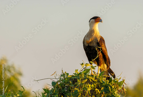 crested caracara on perch at sunset 