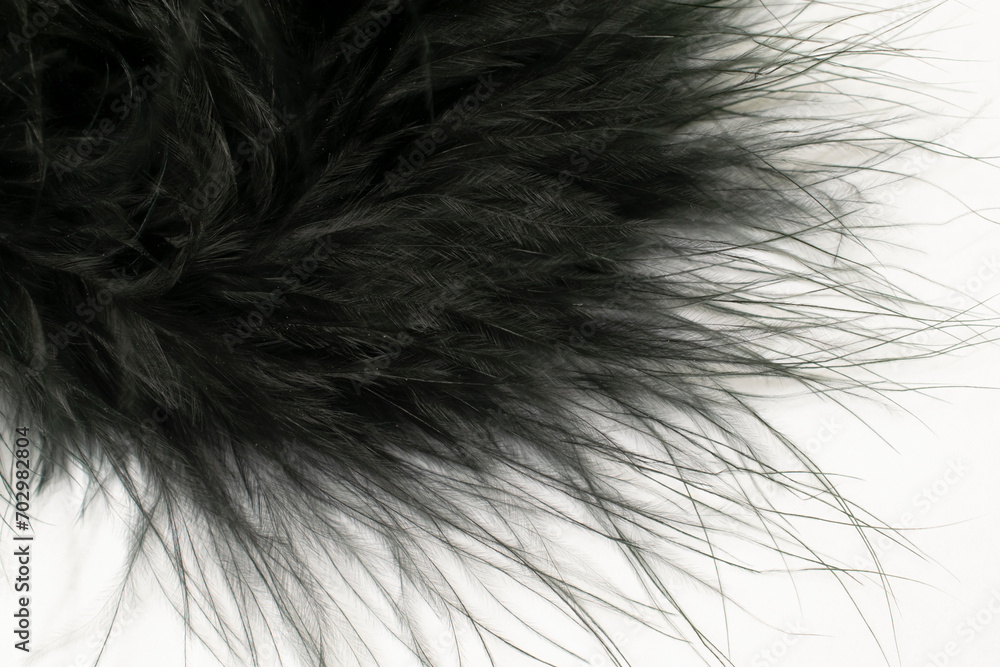 Obraz premium dark litle feather macro foto