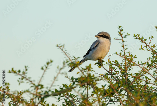 Northern shrike hunting from tree branch