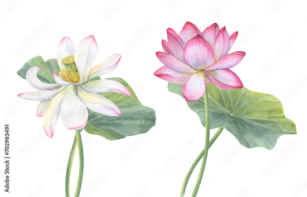 Obraz premium White, pink Lotus flower with green Leaf. Delicate blooming Water Lily. Intertwining stems of flower and leaves. Watercolor illustration isolated on white. Hand drawn composition for poster, cards