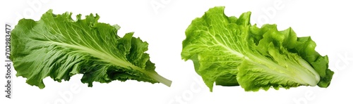 Green frillies iceberg lettuce isolated on white background. PNG