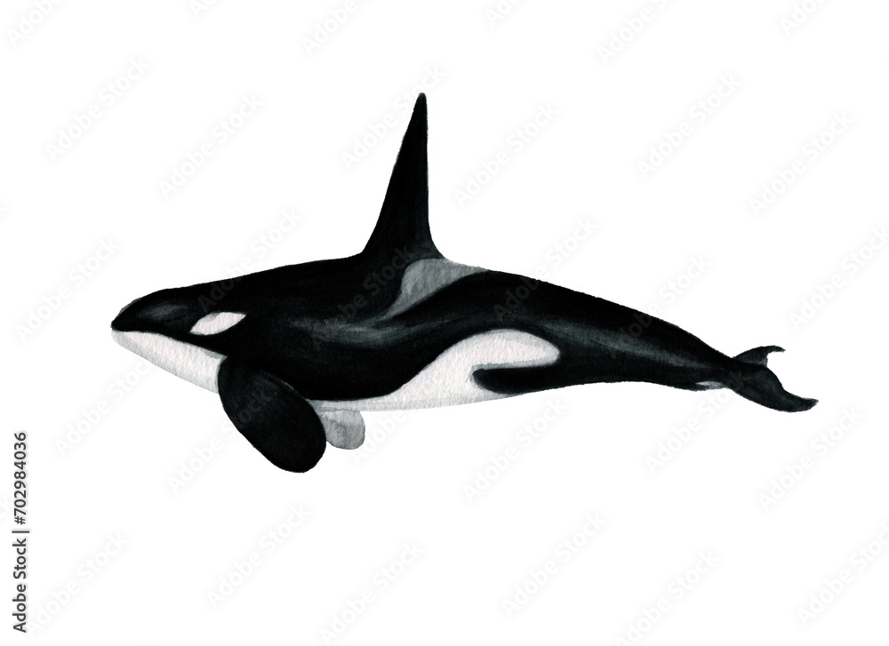 Obraz premium Ilustración en acuarela de Orca (Orcinus Orca) Mamíferos de Chile. 