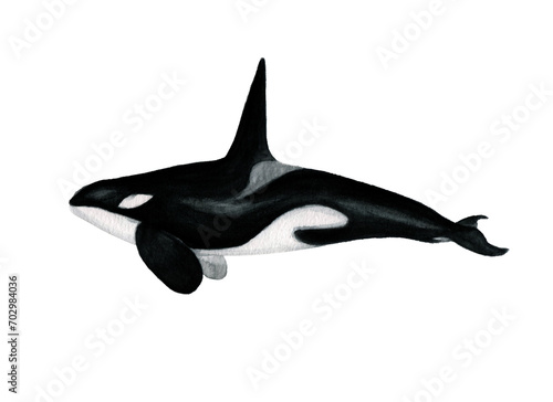 Ilustración en acuarela de Orca (Orcinus Orca) Mamíferos de Chile. 