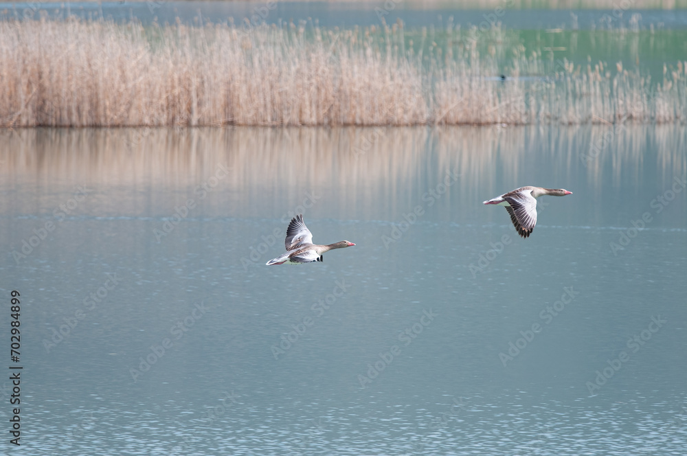 Greylag Goose, Anser anser, flying over the lake at Karataş Lake in Turkey.