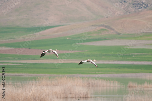 Greylag Goose, Anser anser, flying over the lake at Karataş Lake in Turkey. © TAMER YILMAZ