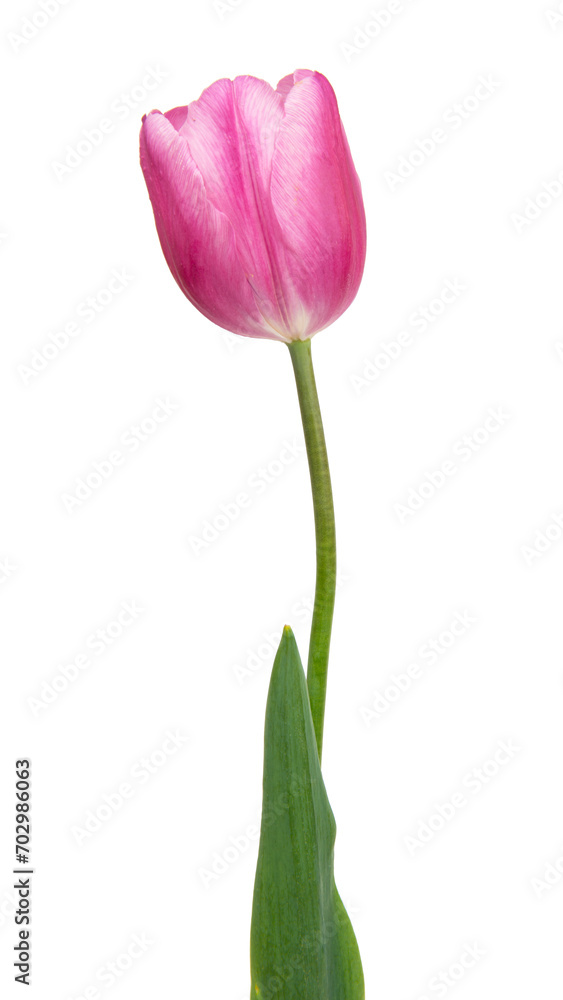 Pink tulip flower isolated on white background Pink tulip flower isolated on white background