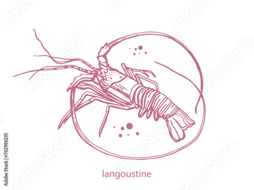 Hand drawn isolated vector langoustines. Seafood vintage vector illustration on a white background.