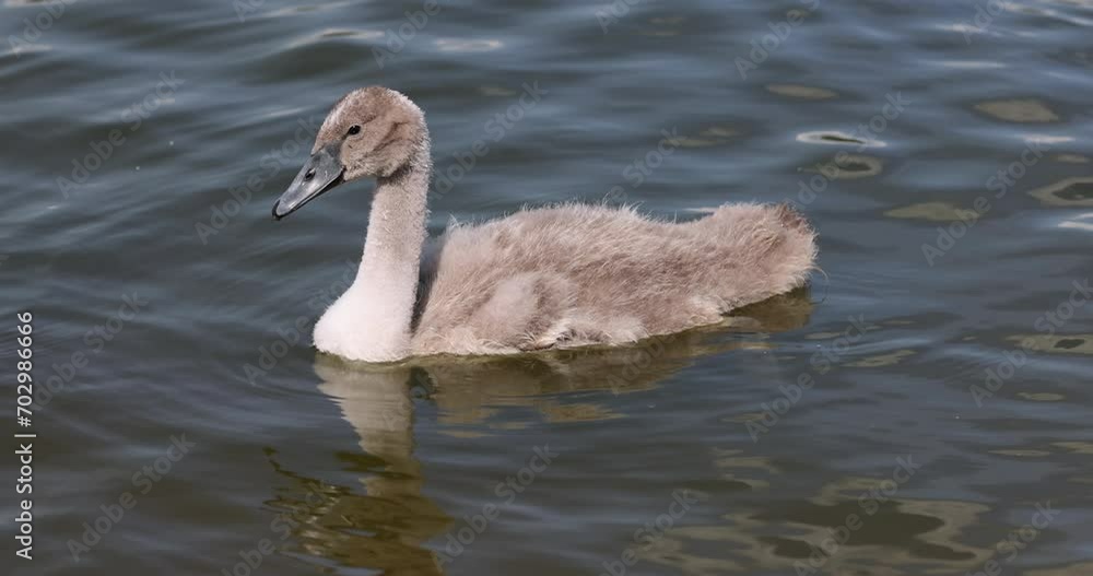 grey chicks of the white sibilant swan with grey down, young small swans with adult swans parents grey chicks of the white sibilant swan with grey down, young small swans with adult swans parents
