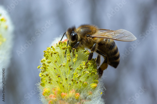 bee collects pollen on a yellow spring flower. willow branch with yellow spring flowers. delicate willow flowers in spring. Active work of bees to collect pollen. lot of pollen and nectar. close-up