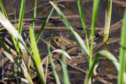 Frog Rana ridibunda pelophylax ridibundus sits on stones on the shore of garden pond. Blurred background. Selective focus. Spring landscaped garden. Natural habitat. Nature concept for design