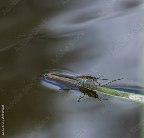 Insect Gerris lacustris, known as common pond skater or common water strider is a species of water strider, found in Europe have ability to move quickly on the water surface and have hydrophobic legs photo