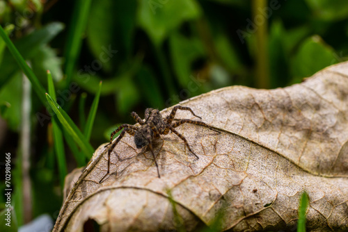 A close-up shot of a Pardosa milvina spider on a leaf in the garden © Oleh Marchak