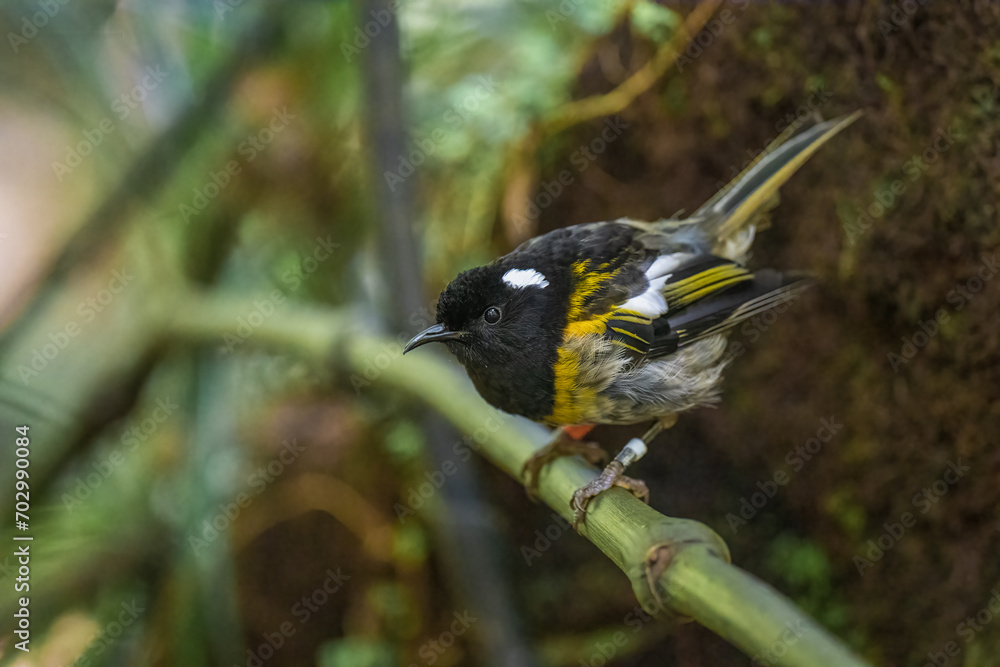 A male Hihi Stitchbird on a branch in New Zealand