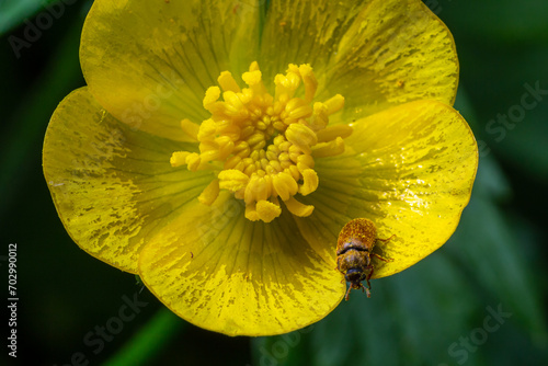 Raspberry beetle, Byturus tomentosus, on flower. These are beetles from the fruit worm family Byturidae, the main pest that affects raspberries, blackberries and loganberries. photo