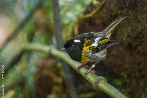 Obraz na płótnie A male Hihi Stitchbird on a branch in New Zealand w salonie
