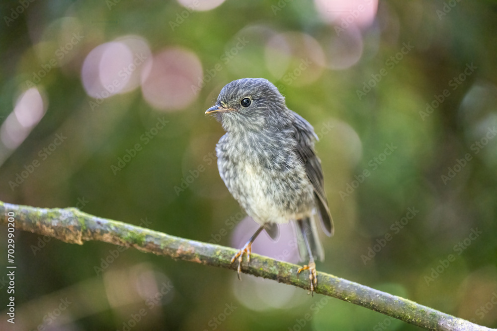 A North Island Robin bird in New Zealand