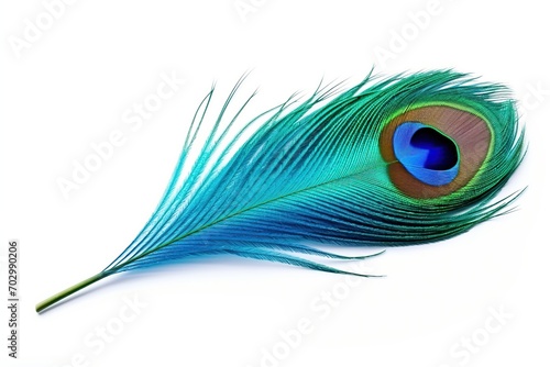 Peacock feather on white background