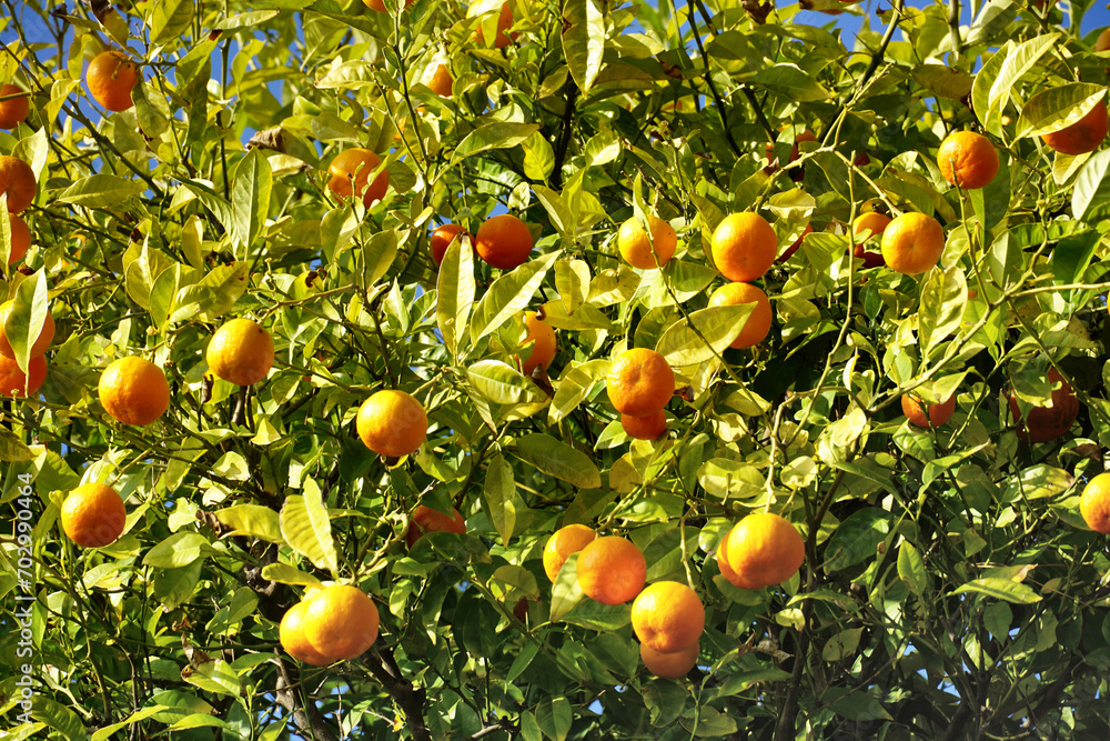 Treetop of mandarin tree full of ripe healthy fruits