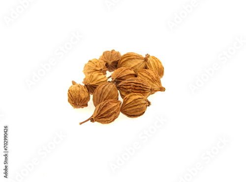 Fruits of Wurfbainia villosa, also known by its basionym Amomum villosum, is a plant in the ginger family that is grown throughout Southeast Asia and in South China, on white background photo