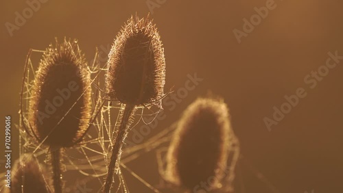 Teasels covered in cobwebs glowing in the sunlight during the golden hour photo