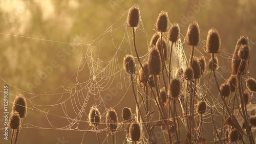 A spider web covered with fine dew drops waving in the morning wind and glowing in the golden hour