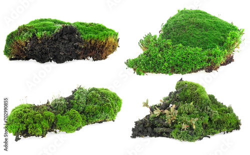 Collection of green moss isolated on a white background. Green moss with grass.