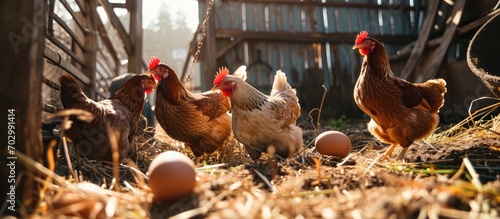 Hens laying eggs in rural farms.