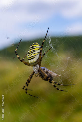 A wasp spider in a large web on a background of green grass on a sunny day. Argiope bruennichi