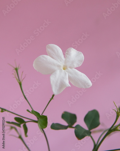 Jasminum grandiflorum, also known variously as the Spanish Royal jasmine, Catalan jasmine, Sicilian jasmine, in bloom,  on pink background
