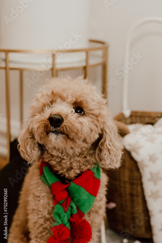 pets for Christmas new year’s eve day decorations presents santa claus kitchen Father Christmas, Saint Nicholas cat dog poodle cookies dough tree ornaments holiday