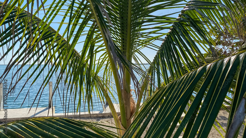 Fototapeta premium Palm Trees next to the Sugarloaf Sound in Florida