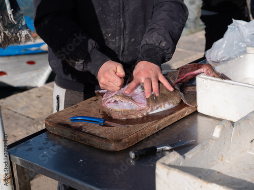 le mani di un pescatore puliscono una rana pescatrice.