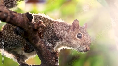 A squirrel gracefully perched on a tree branch, backlit by the radiant sun glare.