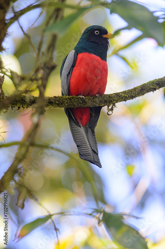Lattice-tailed Trogon - Trogon clathratus in Rara Avis Reserve, Costa Rica