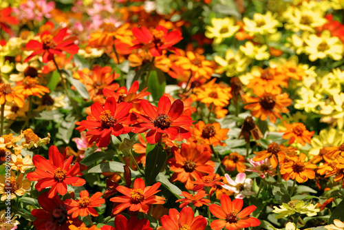 Background material photo of a close-up of a flower garden with colorful zinnia flowers
