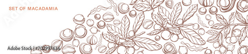 Isolated vector set of macadamia in vintage style. Hand drawn macadamia leaves and natural healthy food nut pieces collection. Pattern. Diet snack vector illustration.
