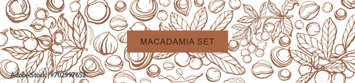 Isolated vector set of macadamia in vintage style. Hand drawn macadamia leaves and natural healthy food nut pieces collection. Pattern. Diet snack vector illustration.