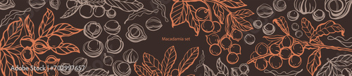Isolated vector set of macadamia in vintage style. Hand drawn macadamia leaves and natural healthy food nut pieces collection. Pattern. Diet snack vector illustration.