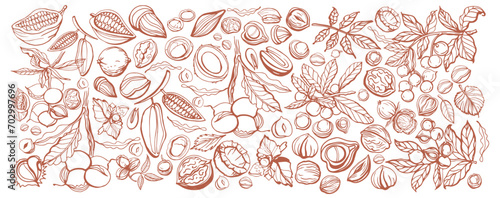 Big isolated vector set of nuts.Nuts and seeds collection.Vector hand drawn brown objects. Peanuts, cashews, walnuts, hazelnuts, cocoa, almonds, chestnut, pine nut, nutmeg, peanut, macadamia, coconut.