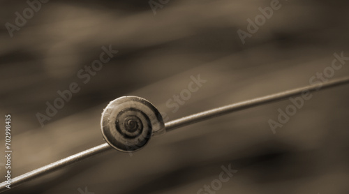 little snail in the garden, in sepia tone