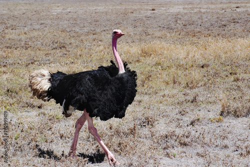 Foto The Ostrich is one or two species of large flightless birds native to Africa, the only living member(s) of the genus Struthio