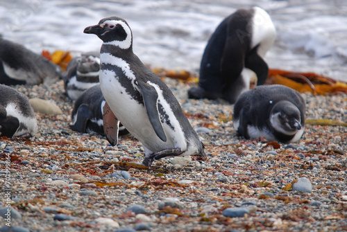 Magellan Penguins (order Sphenisciformes, family Spheniscidae) are a group of aquatic, flightless birds living almost exclusively in the southern hemisphere, especially in Antarctica. photo