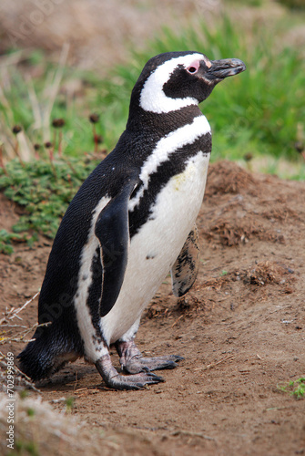 Magellan Penguins (order Sphenisciformes, family Spheniscidae) are a group of aquatic, flightless birds living almost exclusively in the southern hemisphere, especially in Antarctica.