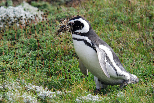 Magellan Penguins  order Sphenisciformes  family Spheniscidae  are a group of aquatic  flightless birds living almost exclusively in the southern hemisphere  especially in Antarctica.