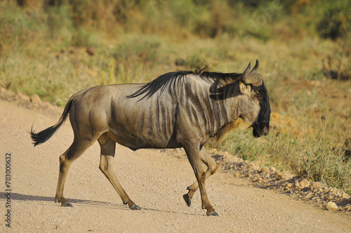 Fototapeta Naklejka Na Ścianę i Meble -  The wildebeest (plural wildebeest, wildebeests or wildebai), also called the gnu is an antelope of the genus Connochaetes. It is a hooved (ungulate) mammal. (Etosha National Park) Namibia Africa