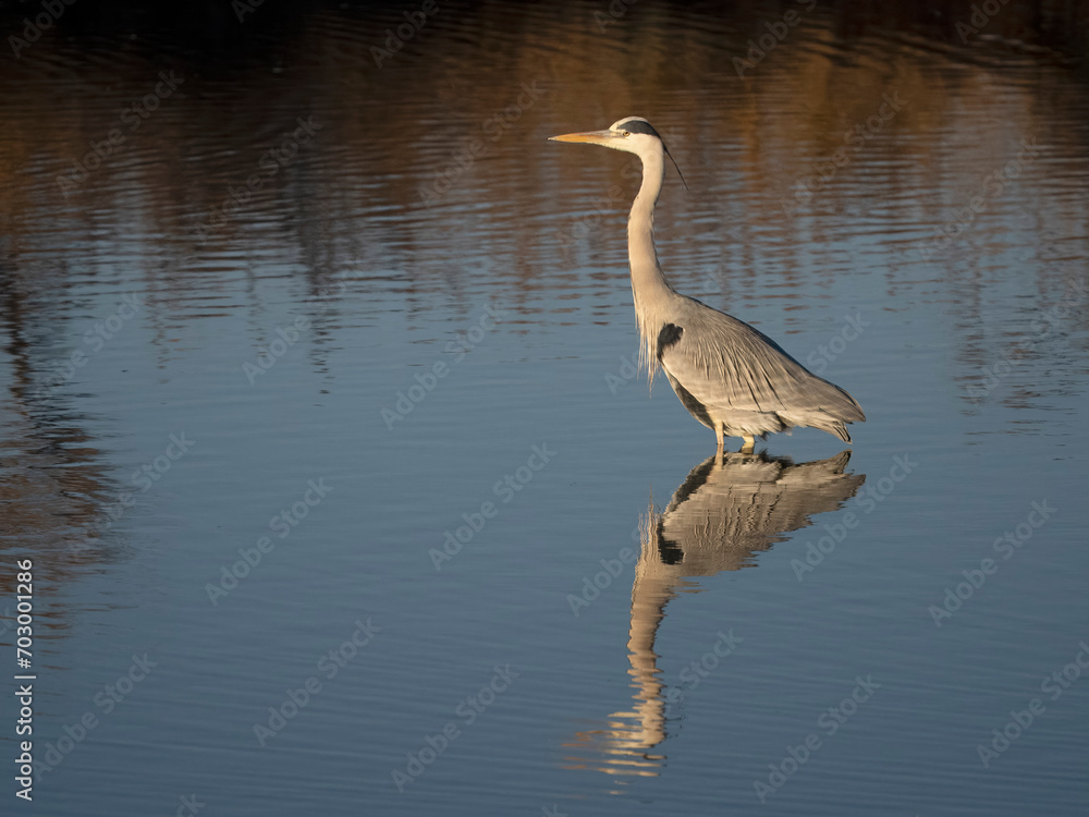 Fototapeta premium Grey heron, Ardea cinerea,