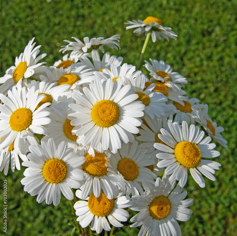 Fototapeta premium Blühende Margeriten, Leucanthemum, im Frühling