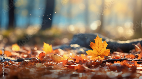 Fallen Leaves on Forest Ground with Blurred Background Effect